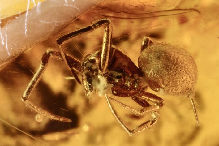 Detailed Fossil Spider and Scale Insect in Baltic Amber #273189